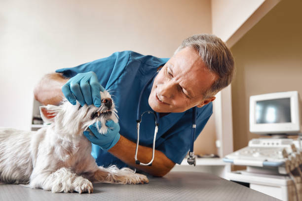 Trusted WA Emergency Dental Service Experts